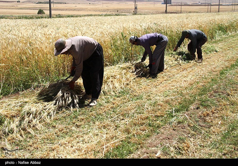 برداشت سنتی جو در شازند