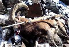 کشف لاشه یک رأس میش وحشی در سربیشه