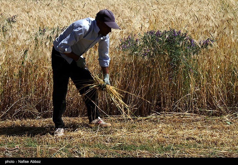 برداشت سنتی جو در شازند