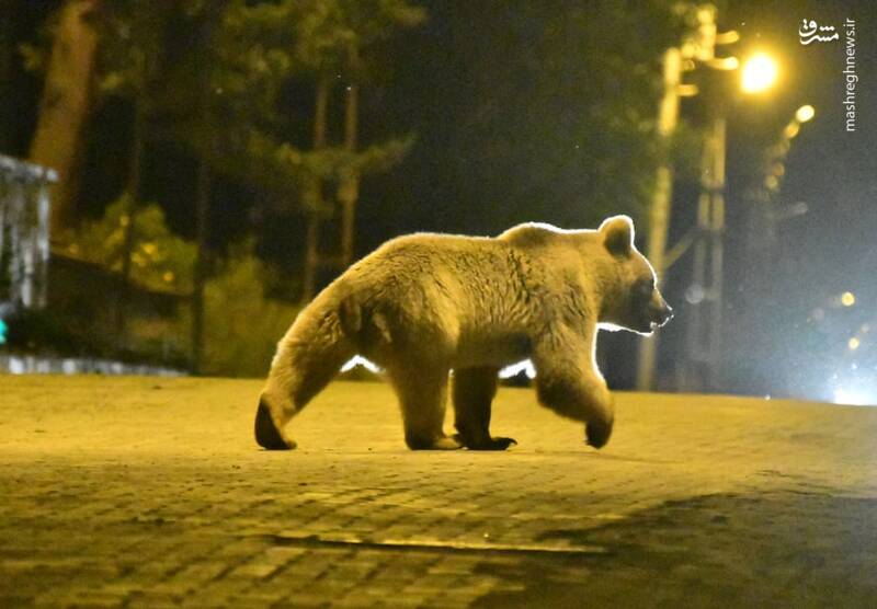 قدم زدن خرس درخیابان‌های ترکیه
