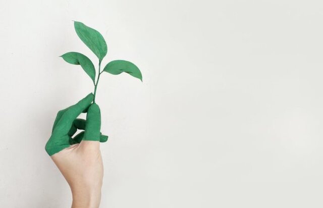 چگونه گیاهان سلولز می‌سازند؟