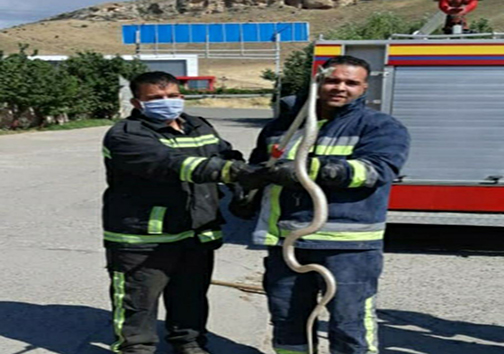مار بازیگوش مهمان منزل مسکونی در مهاباد شد