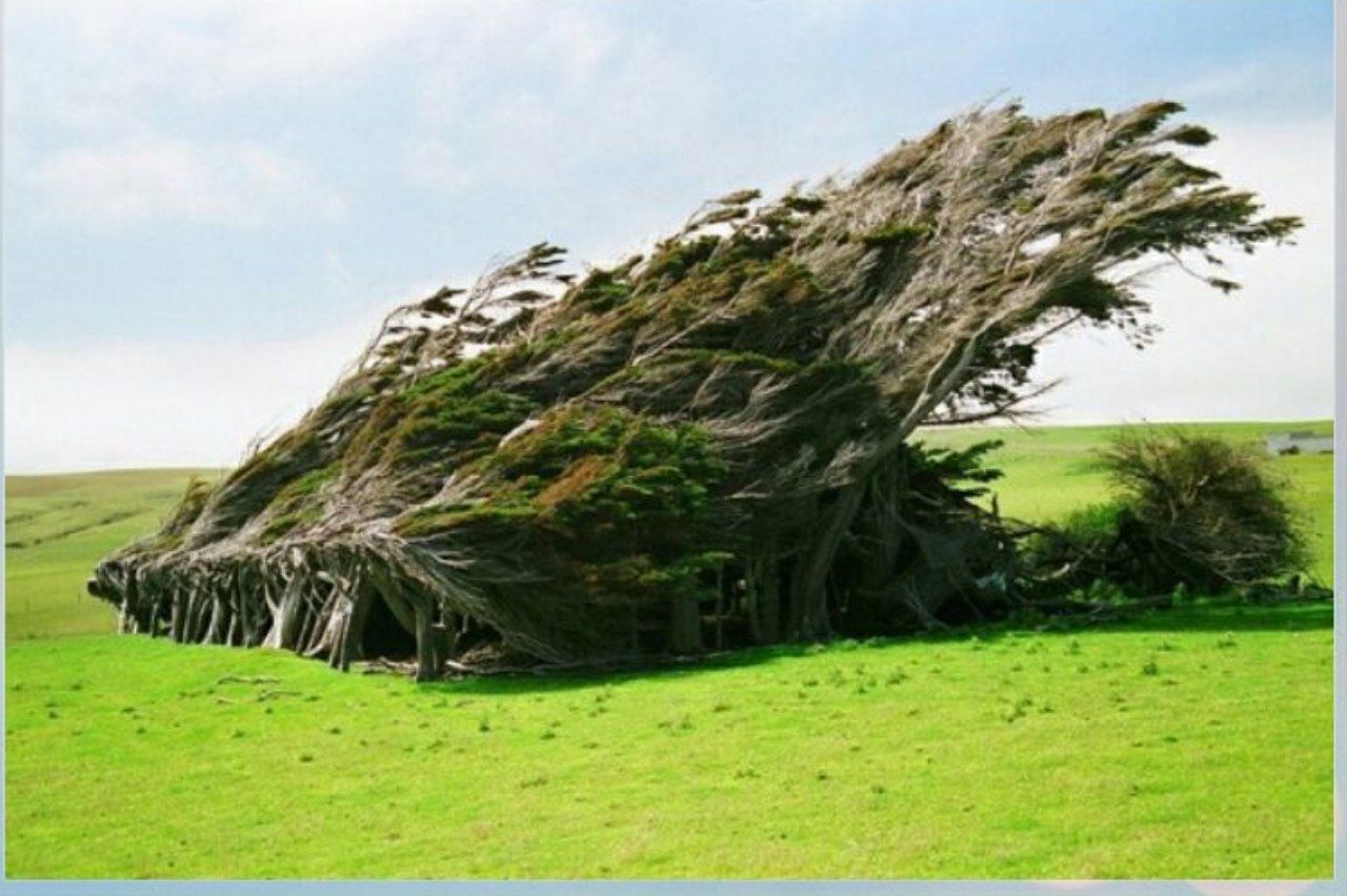 درختان بر باد رفته در نیوزیلند