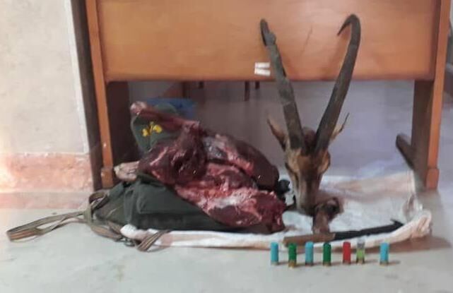 شکارچی غیرمجاز، حین حمل لاشه کل وحشی دستگیر شد