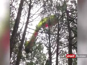 نجات پاراگلایدر سوار از بالای درخت