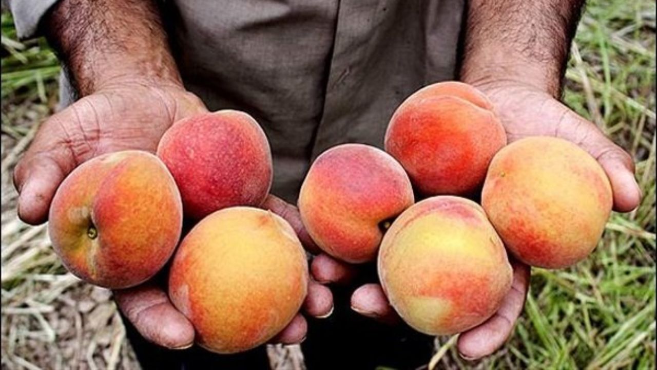 افزایش سه برابری قیمت میوه از باغ تا مغازه
