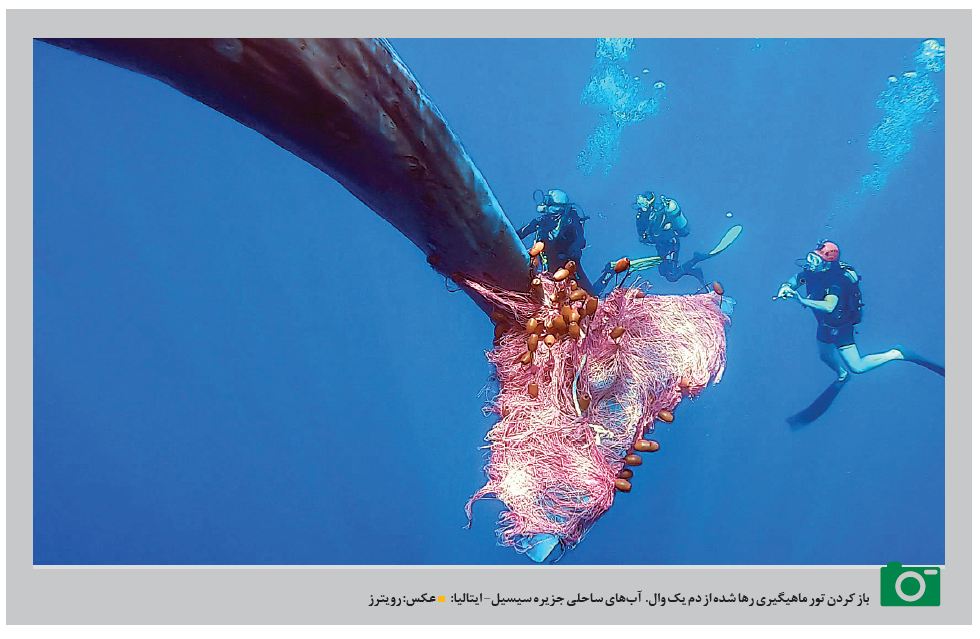 باز کردن تور ماهیگیری از دم یک وال