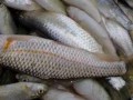 کشف ۱۰ تن کنسرو تن ماهی قاچاق در چابهار