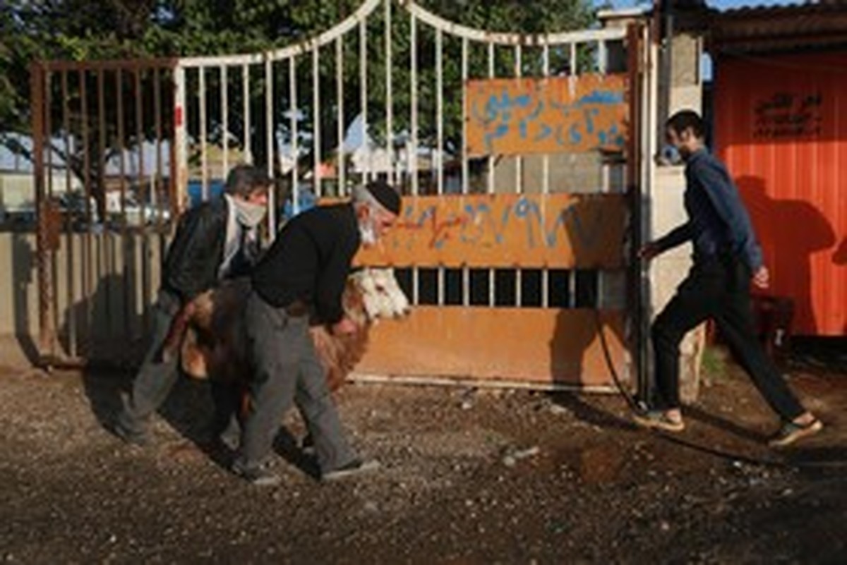 عکس/ سایه کرونا در میدان دام همدان!
