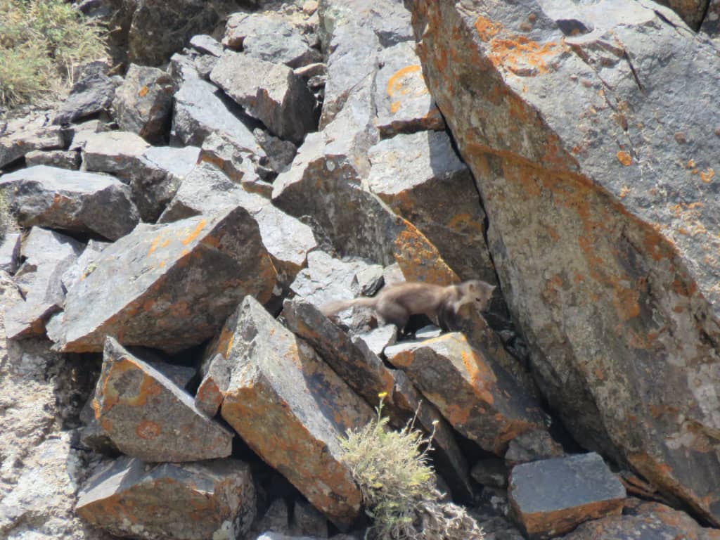 مشاهده گونه کمیاب سمور سنگی در رشتخوار