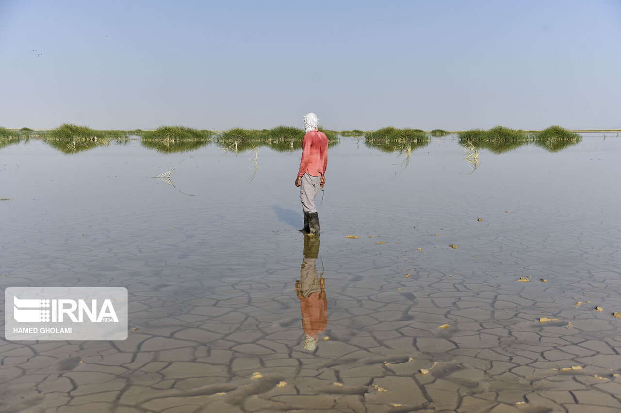 عکس/ خولک بافی در سیستان