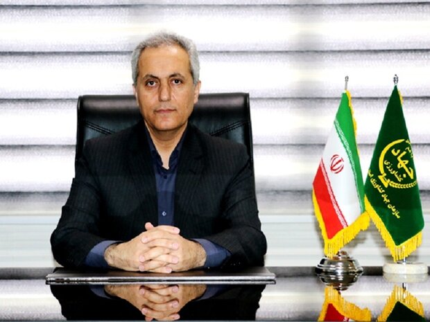 خریداری ۵۰۵ هزار تن گندم از گندم کاران کردستانی