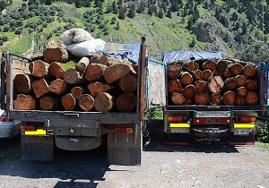 کشف ۶ تن چوب قاچاق در کامیاران