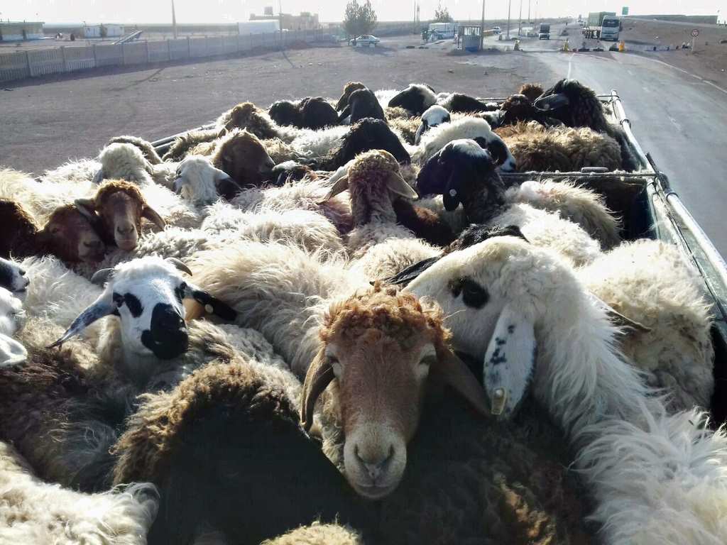 کشف 30 رأس گوسفند قاچاق در شهرستان درمیان