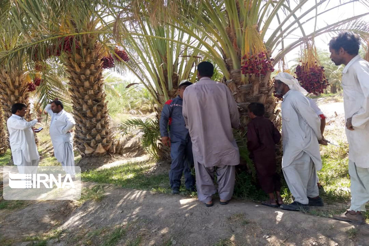 مبارزه با  آفت نخلستان‌ها در سیستان و بلوچستان
