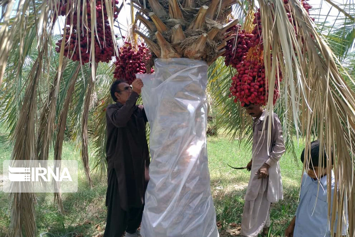 مبارزه با  آفت نخلستان‌ها در سیستان و بلوچستان