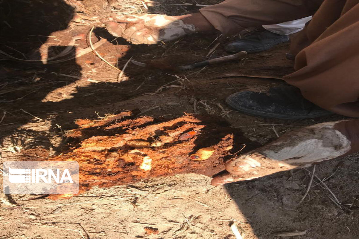 مبارزه با  آفت نخلستان‌ها در سیستان و بلوچستان