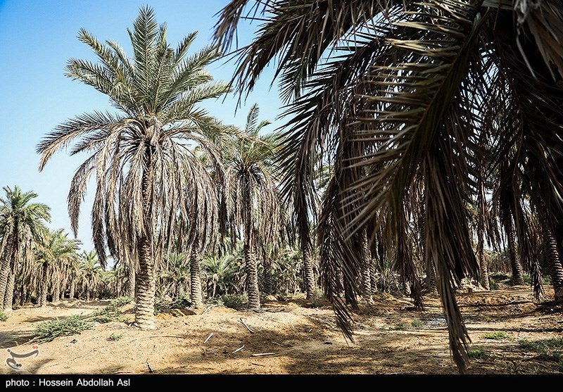 خطر منقرض شدن نخل در شادگان بر اثر خشکسالی