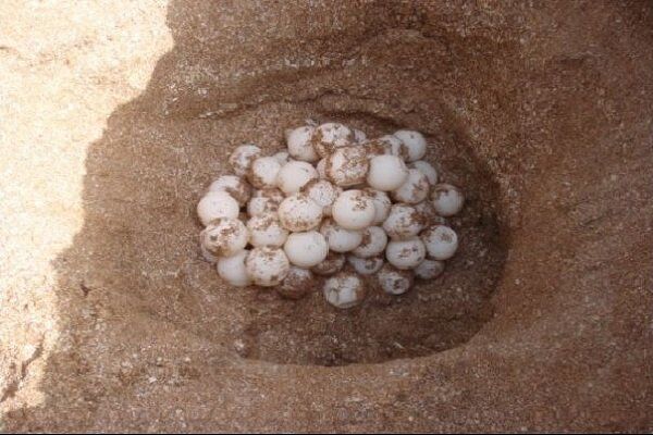۲ متخلف برداشت تخم لاکپشت‌ها در خارگو بوشهر به مراجع قضایی معرفی شدند
