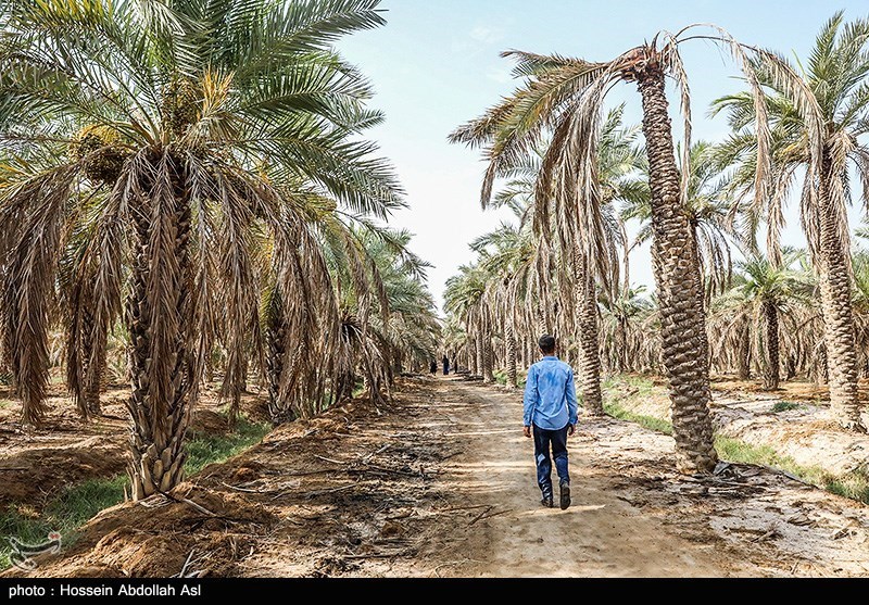 خطر منقرض شدن نخل در شادگان بر اثر خشکسالی