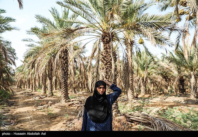 خطر منقرض شدن نخل در شادگان بر اثر خشکسالی