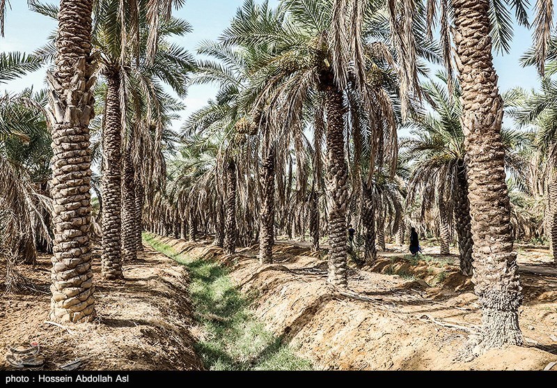خطر منقرض شدن نخل در شادگان بر اثر خشکسالی