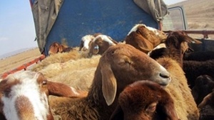 جزای ۵.۵ میلیاردی برای قاچاقچی دام