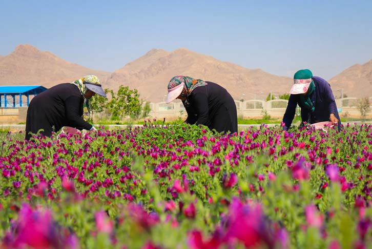 تنوع گیاهی 60 کشور در قلب دنا