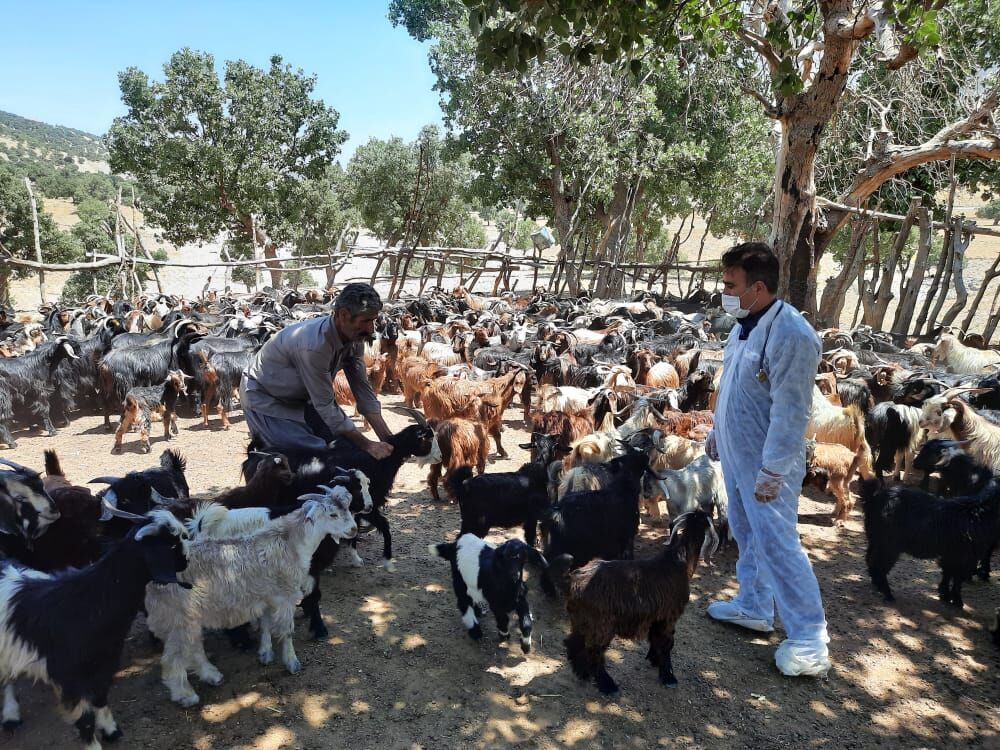 بستههای دارویی رایگان بین دامداران مناطق محروم دیشموک توزیع شد