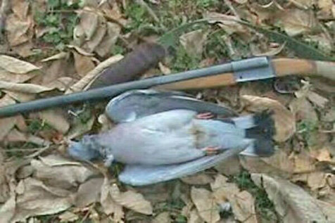جریمه میلیونی برای شکار کبوتر چاهی