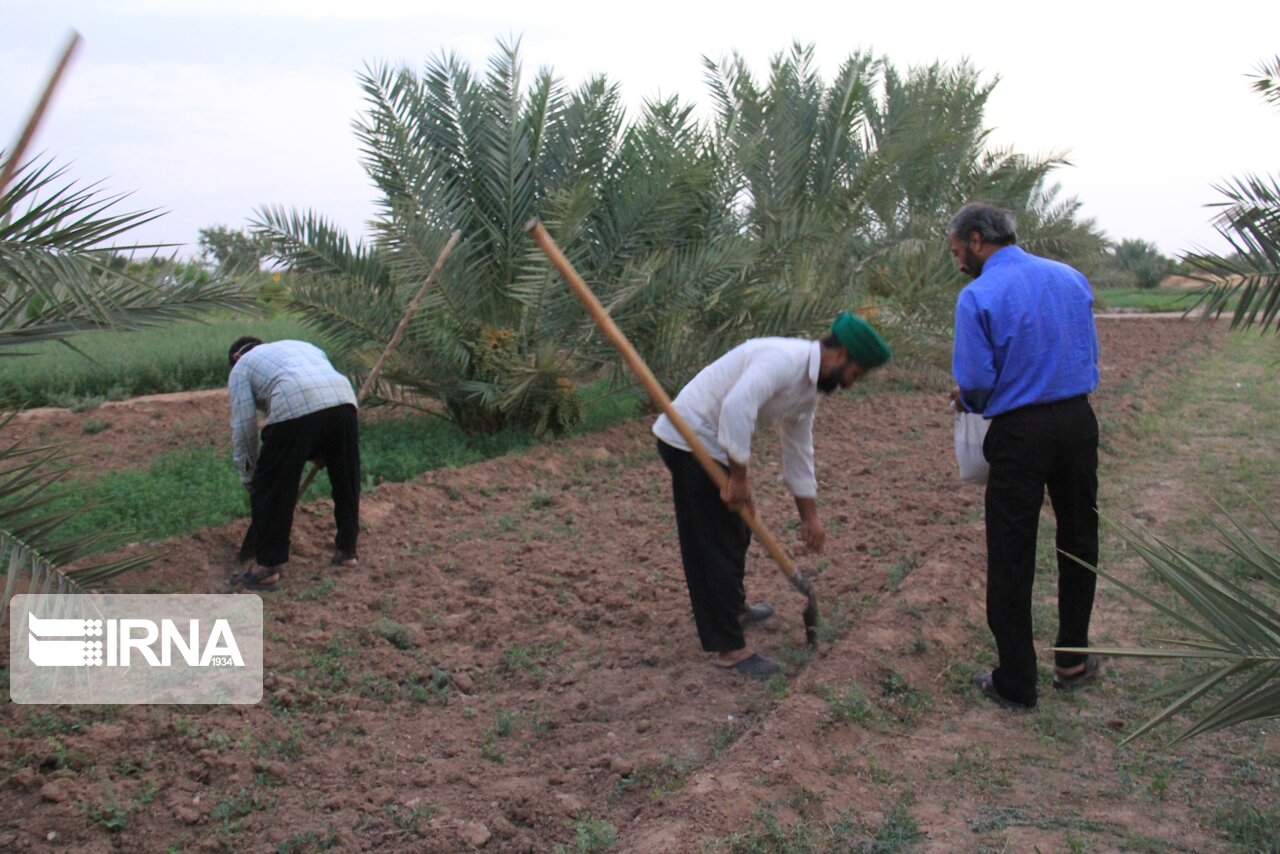 عکس/ آیین آب به بذر شلغم در خور و بیابانک