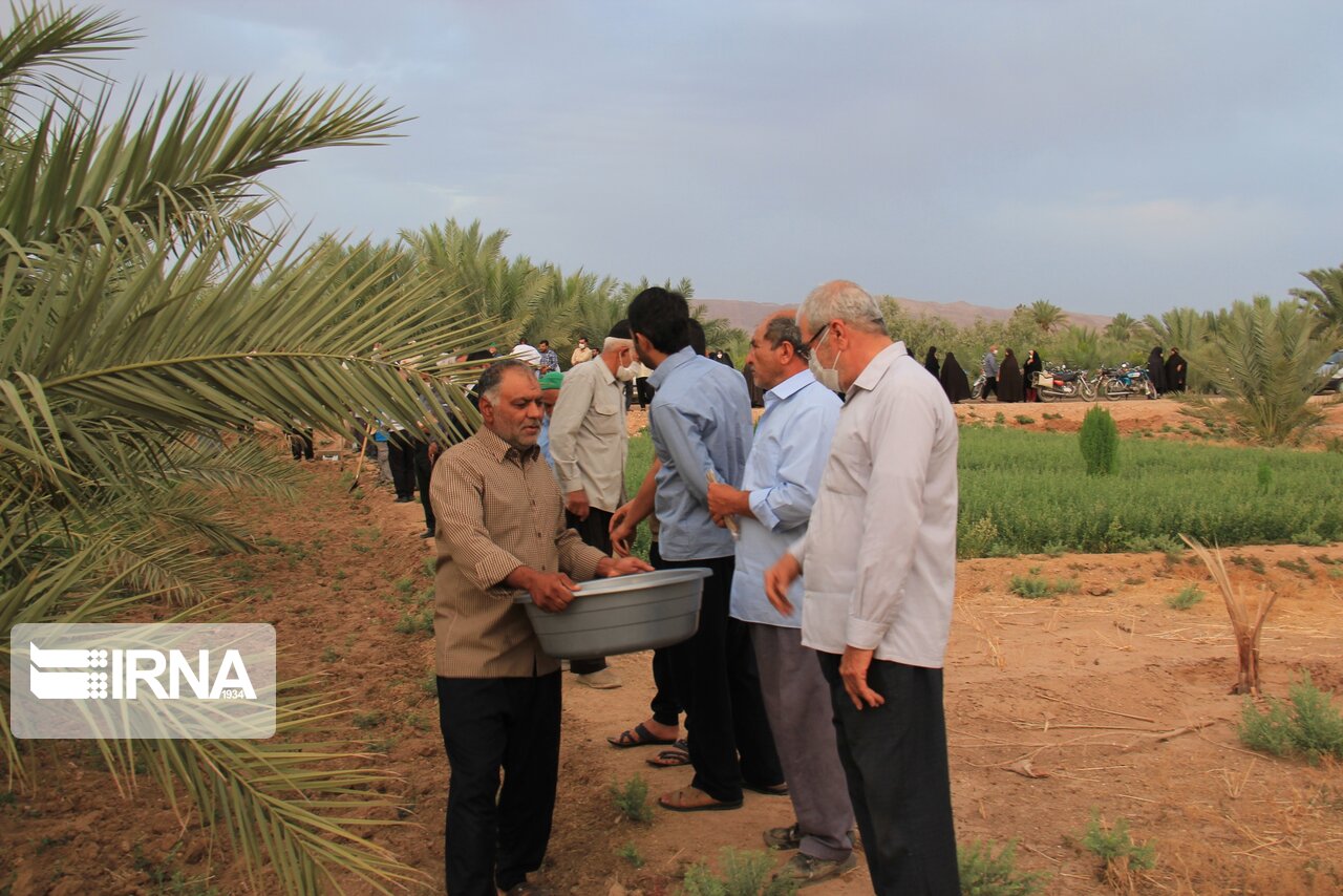 عکس/ آیین آب به بذر شلغم در خور و بیابانک