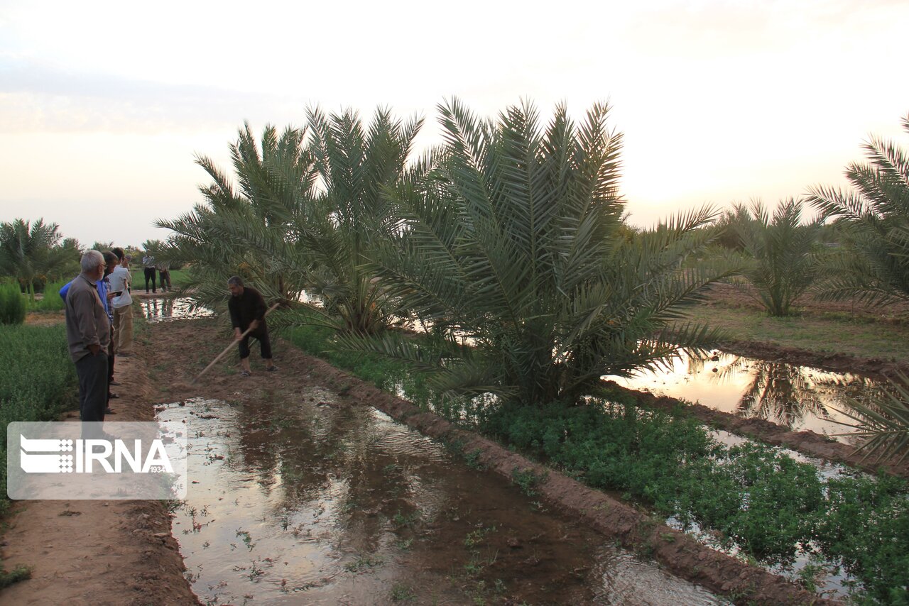 عکس/ آیین آب به بذر شلغم در خور و بیابانک