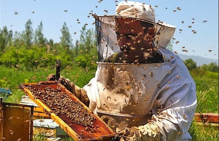 تولید ۷ درصد عسل کشور در اردبیل