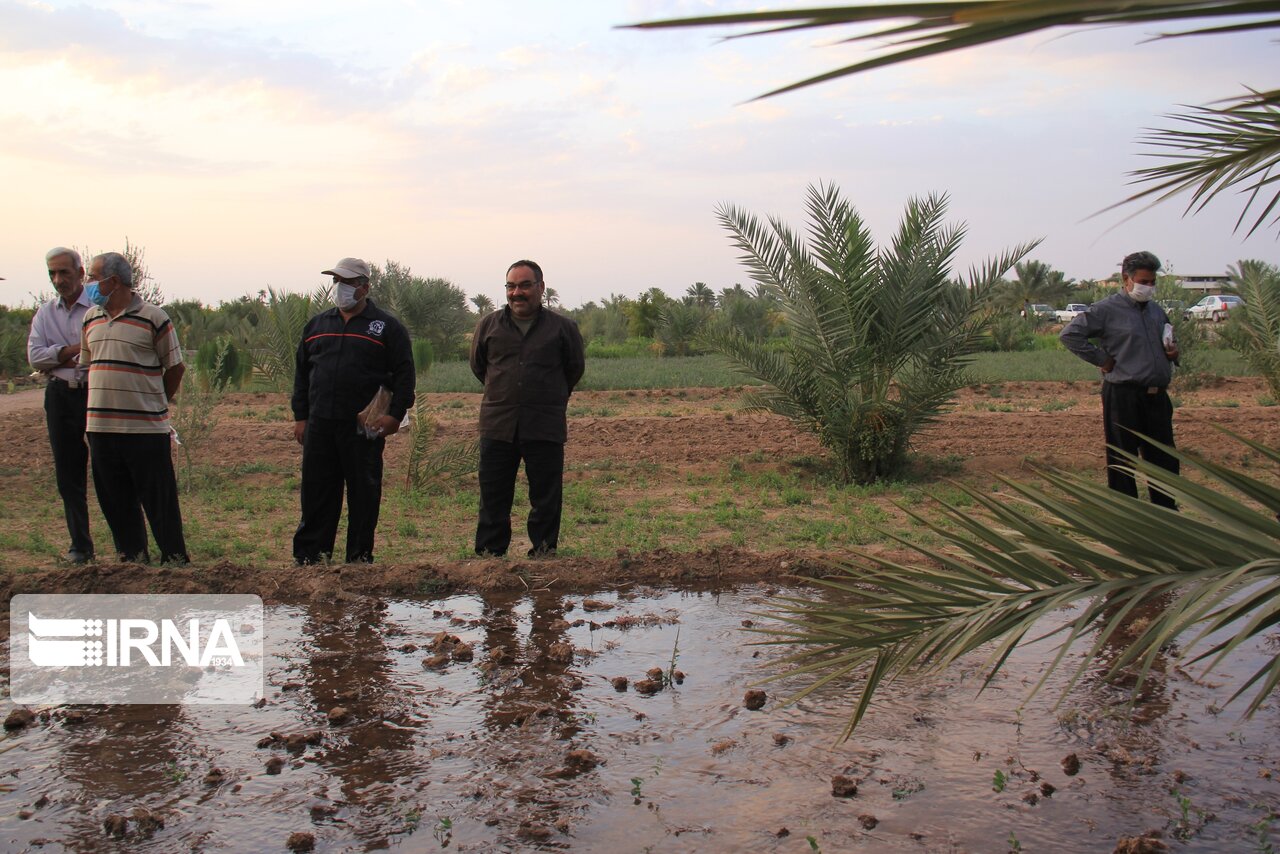 عکس/ آیین آب به بذر شلغم در خور و بیابانک