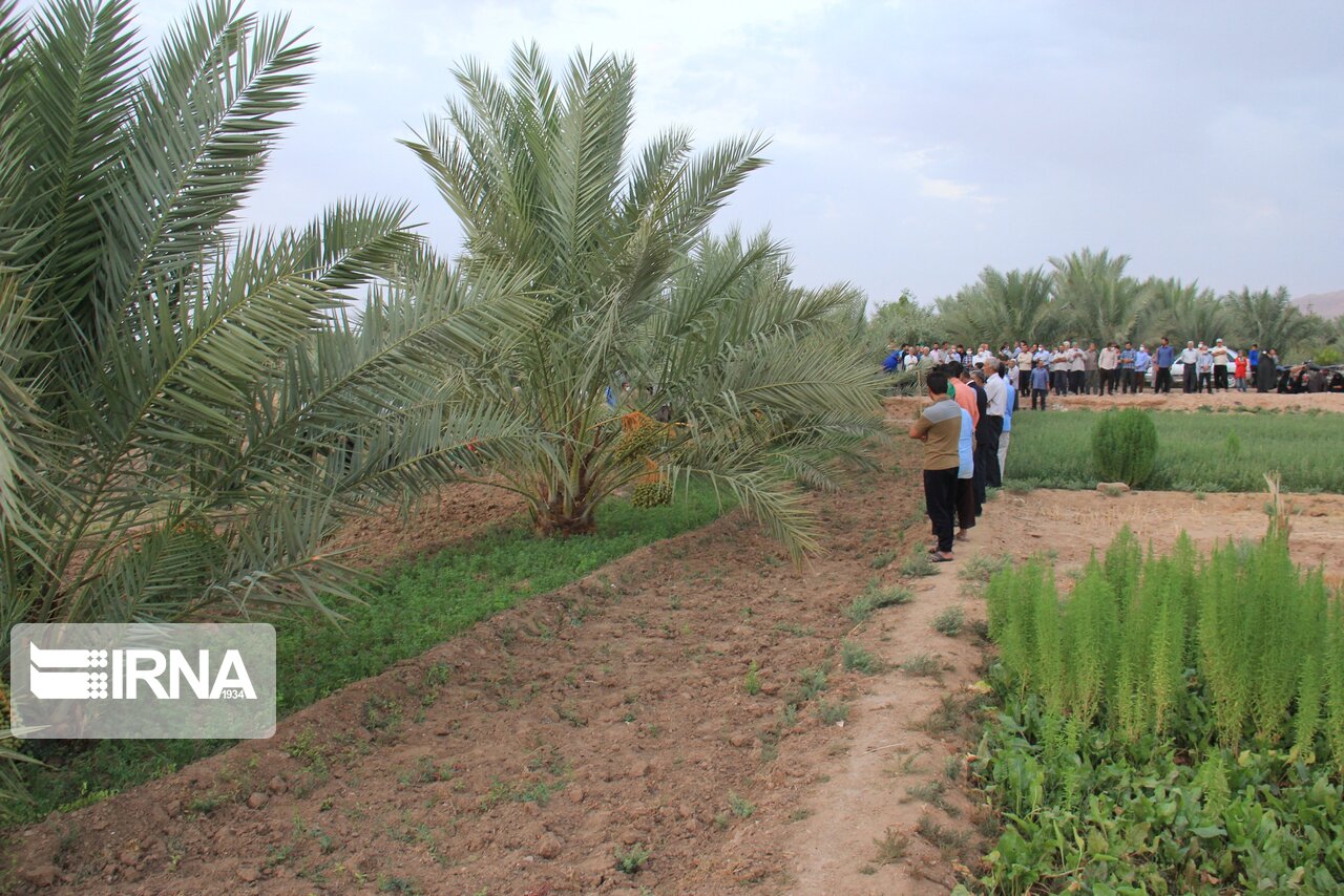 عکس/ آیین آب به بذر شلغم در خور و بیابانک