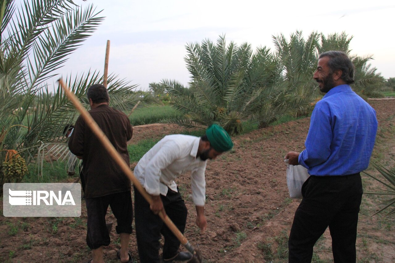 عکس/ آیین آب به بذر شلغم در خور و بیابانک
