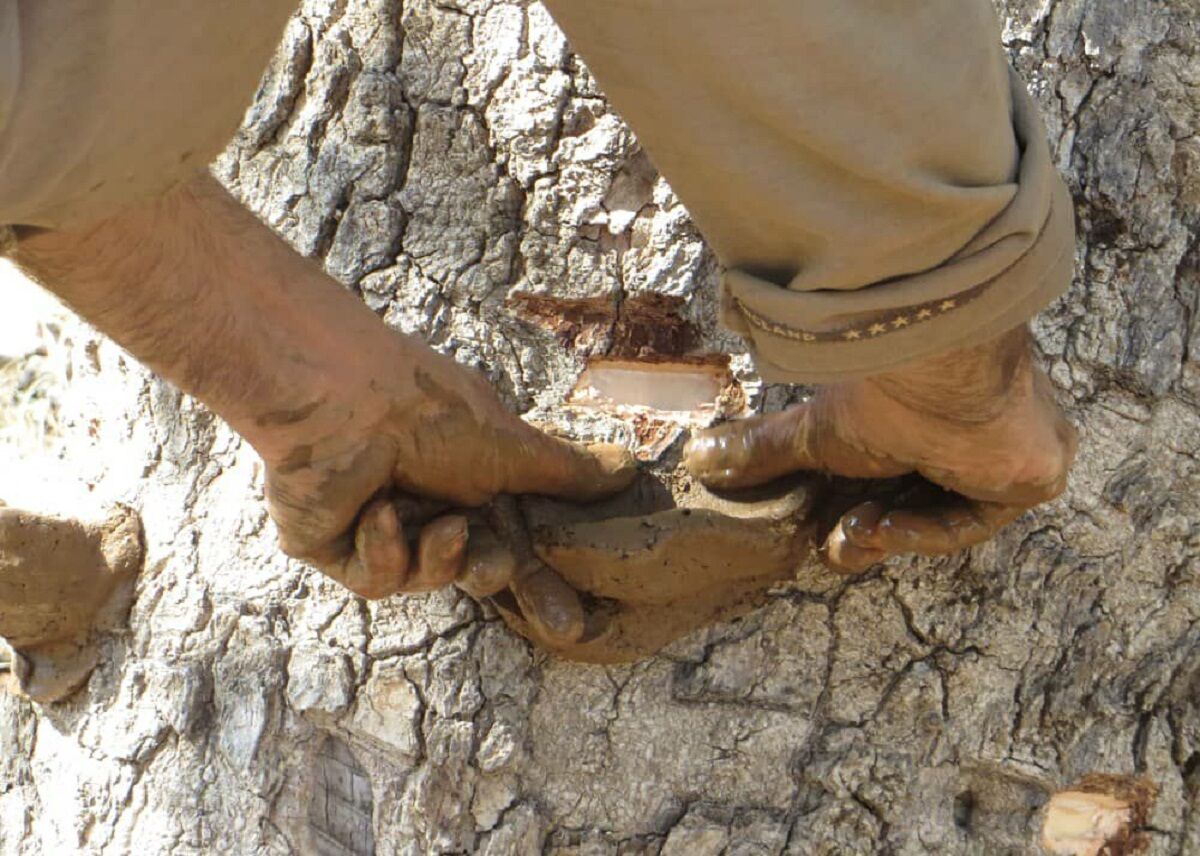 برداشت شیره سقز از درختان بنه در روستاهای بانه