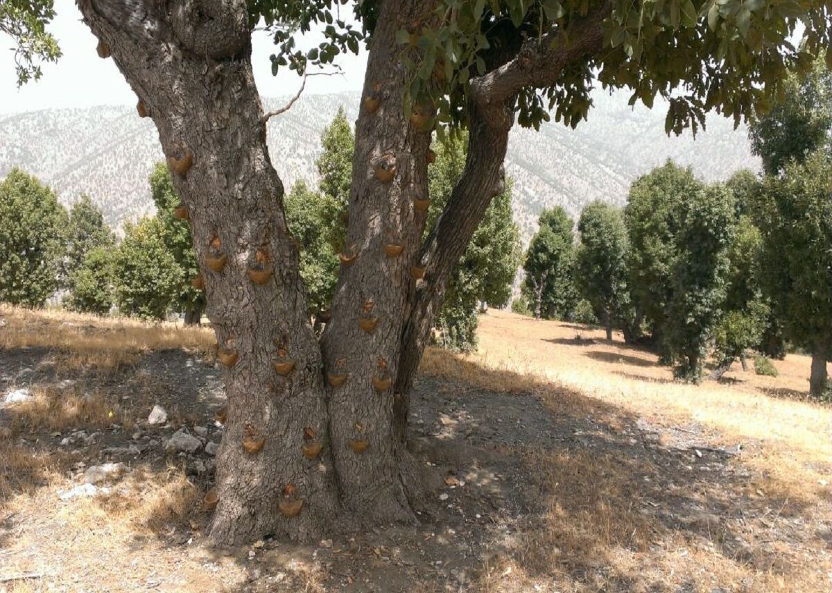 برداشت شیره سقز از درختان بنه در روستاهای بانه