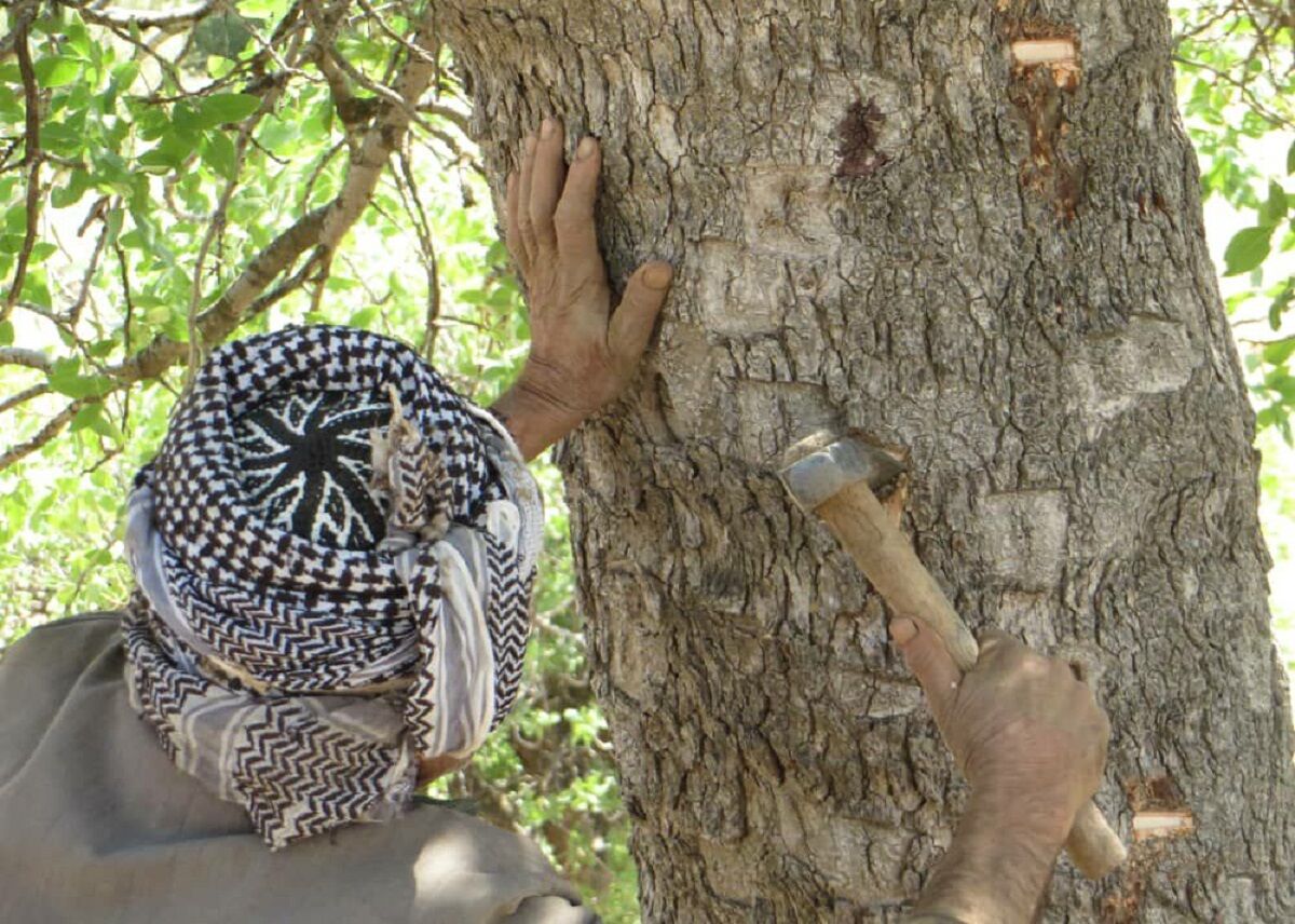 برداشت شیره سقز از درختان بنه در روستاهای بانه