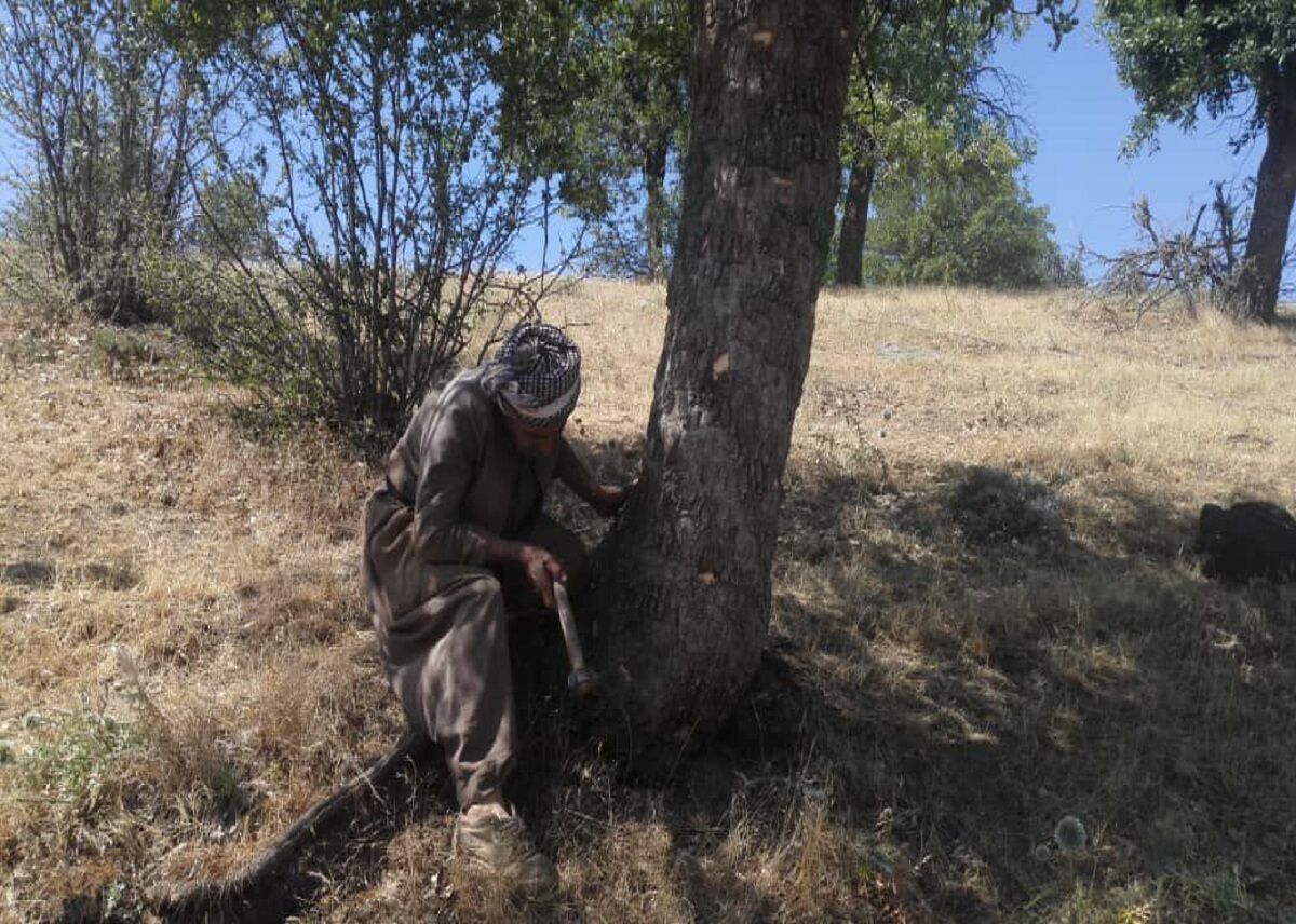 برداشت شیره سقز از درختان بنه در روستاهای بانه