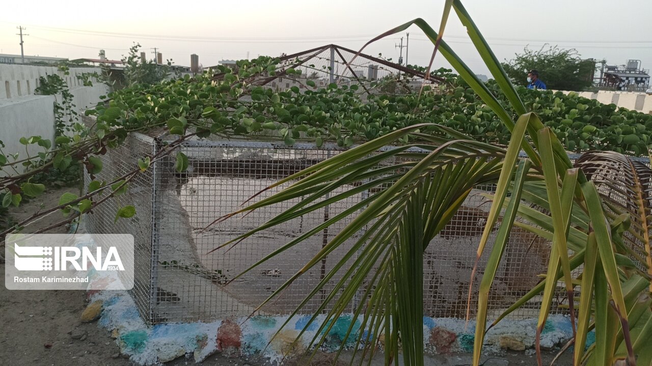عکس/ مزرعه پرورش گاندو در چابهار