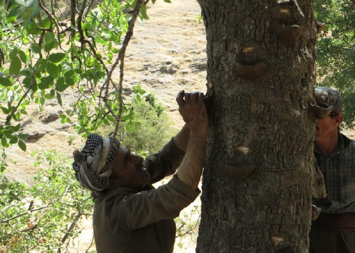 برداشت شیره سقز از درختان بنه در روستاهای بانه