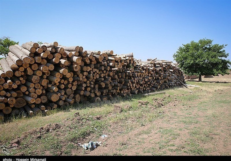 قاچاق چوب و زغال در چهارمحال و بختیاری با خودروهای یخچال‌دار حمل مواد غذایی