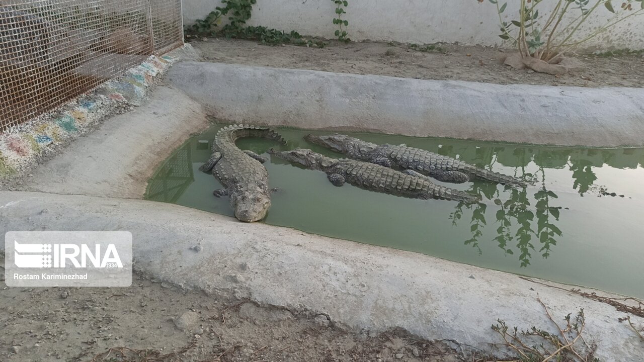 عکس/ مزرعه پرورش گاندو در چابهار