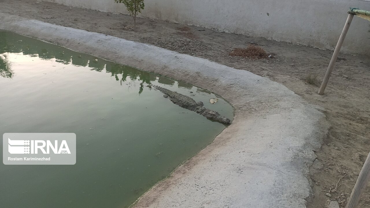 عکس/ مزرعه پرورش گاندو در چابهار