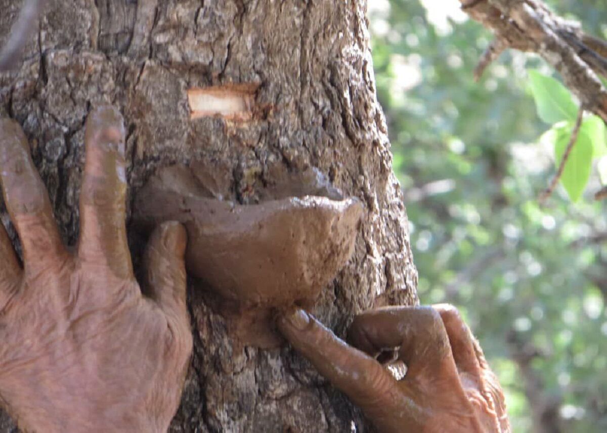 برداشت شیره سقز از درختان بنه در روستاهای بانه