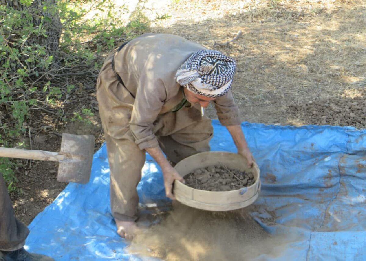 برداشت شیره سقز از درختان بنه در روستاهای بانه