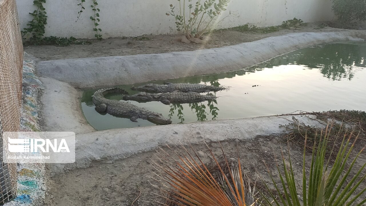 عکس/ مزرعه پرورش گاندو در چابهار