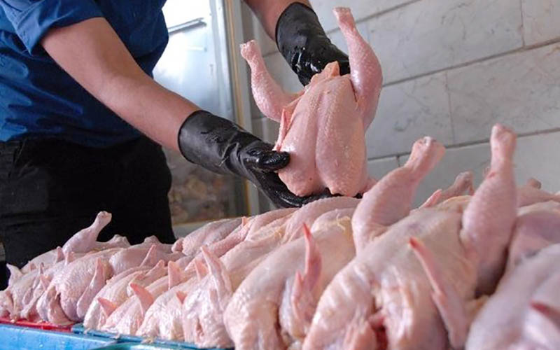 مشخص شدن نتیجه اقدامات برای کاهش قیمت مرغ تا ۲ هفته آینده 